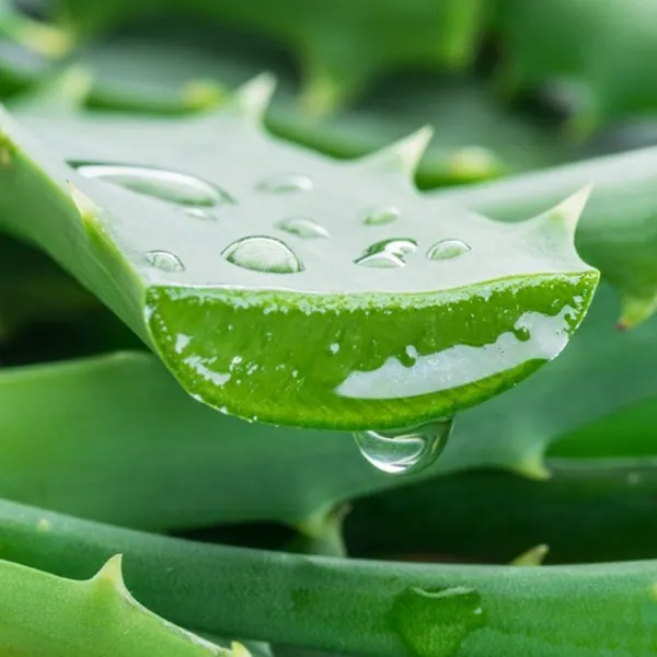 Aloe Vera