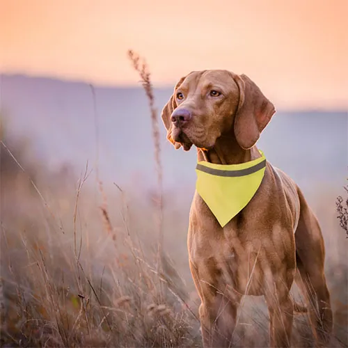 Bandane personalizzate catarifrangente per animali